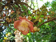 009 Jardin Botanique